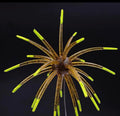 Pro Water Baits Urchin